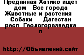 Преданная Хатико ищет дом - Все города Животные и растения » Собаки   . Дагестан респ.,Геологоразведка п.